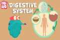 Digestive System | The Dr. Binocs