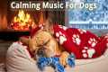 12 Hours Dog Calming Music 🐶 Reduce