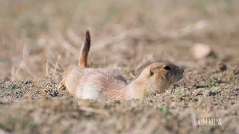 Relaxing Music for Deep Sleep 🌙 | Reduce Stress & Anxiety | Meditation Music