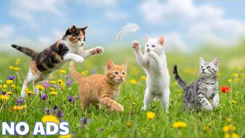 12 HOURS Calming Music for Anxious Cats 💖 Reduce Stress & Separation Anxiety Sleep Aid 🌈No Ads