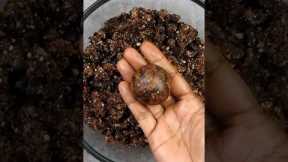 Eat 1 Everyday | Get Sharp Brain, Strong Bones | Rich In Calcium & Vitamin E #shorts #shortsvideo