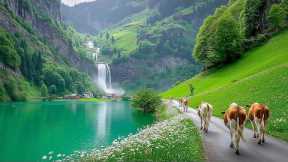 Music Therapy 🌿 Restore the Nervous System, Reduce Anxiety & Deep Sleep Relaxation