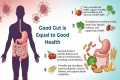 Gut Health Explained: How Your